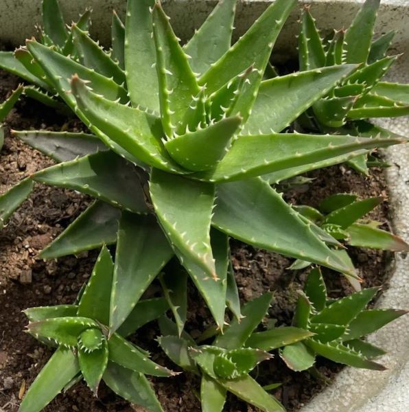 好养的大型绿植有哪些「好养的大型绿植有哪些 室内」